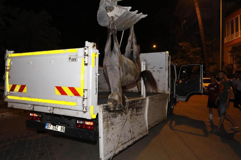 Ölen atı bırakıp kaçan faytoncuya ağır ceza