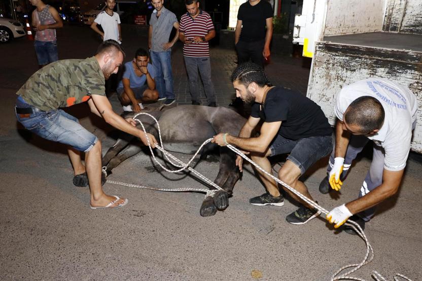 Ölen atı bırakıp kaçan faytoncuya ağır ceza