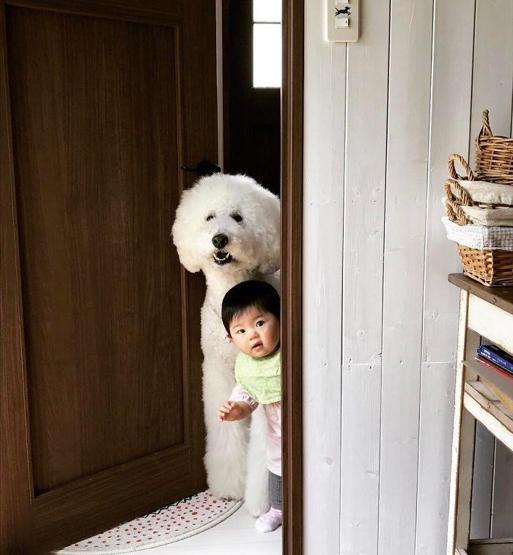 Günlük şeker ihtiyacınızı karşılayan ikili: Küçük bebek ve dev köpeği