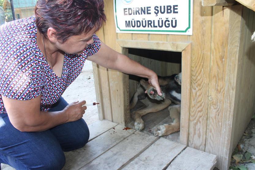 Edirnede vahşet: Tavukları yedi iddiasıyla işkence ettiler