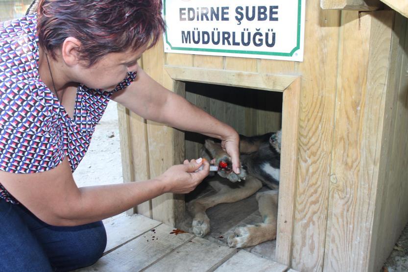 Edirnede vahşet: Tavukları yedi iddiasıyla işkence ettiler