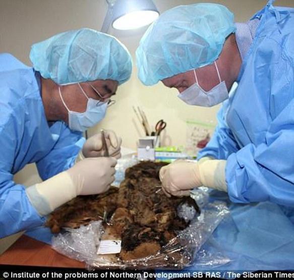 900 yıl sonra mumyası bulundu