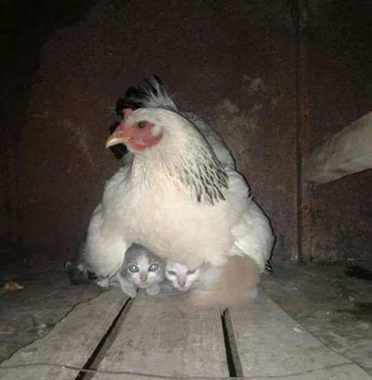 Onların ayrımcılık içermeyen bir annelik anlayışı var