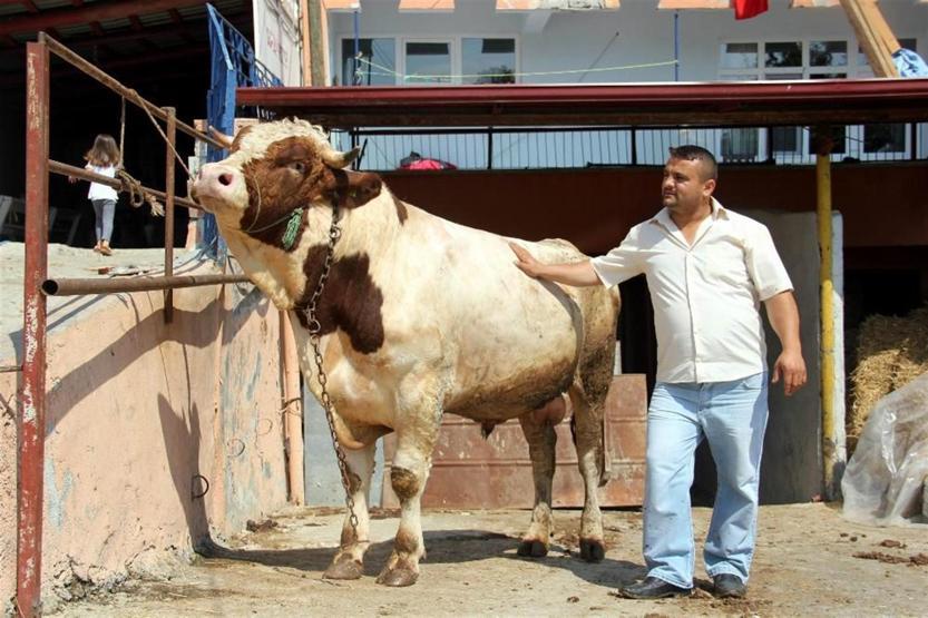 Oğlum gibi dediği boğa Necoyu kurban için otomobil fiyatına satışa çıkardı