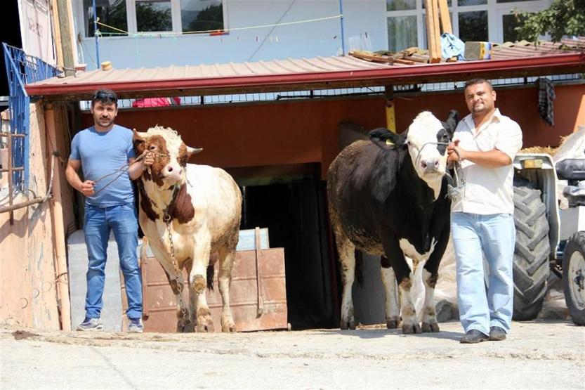 Oğlum gibi dediği boğa Necoyu kurban için otomobil fiyatına satışa çıkardı