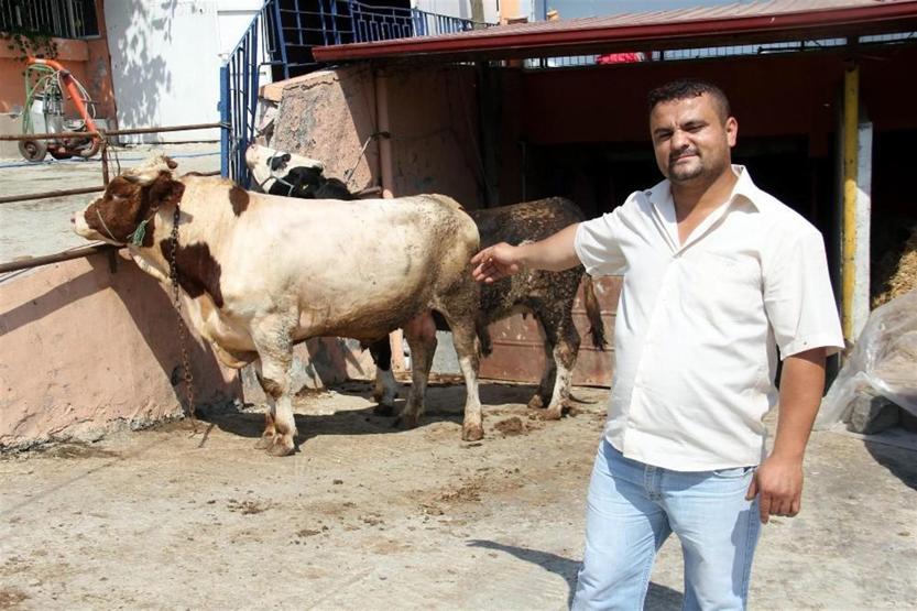 Oğlum gibi dediği boğa Necoyu kurban için otomobil fiyatına satışa çıkardı