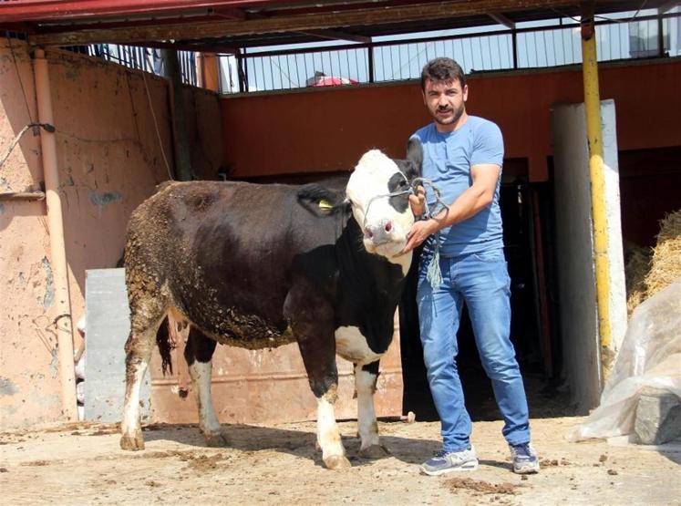 Oğlum gibi dediği boğa Necoyu kurban için otomobil fiyatına satışa çıkardı