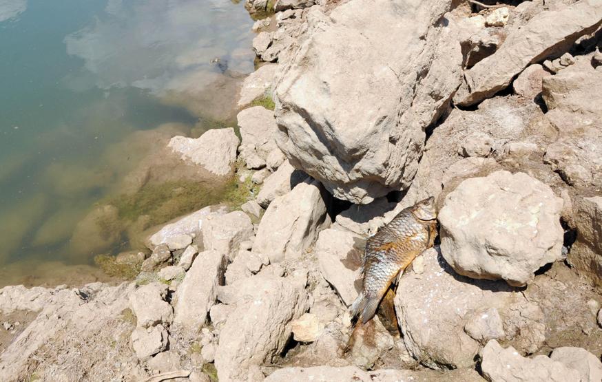 Mersinde onlarca balık ölü bulundu