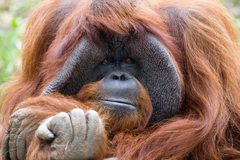 Okula giden ve işaret diliyle konuşan orangutan öldü