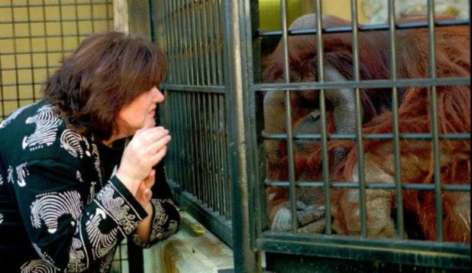 Okula giden ve işaret diliyle konuşan orangutan öldü
