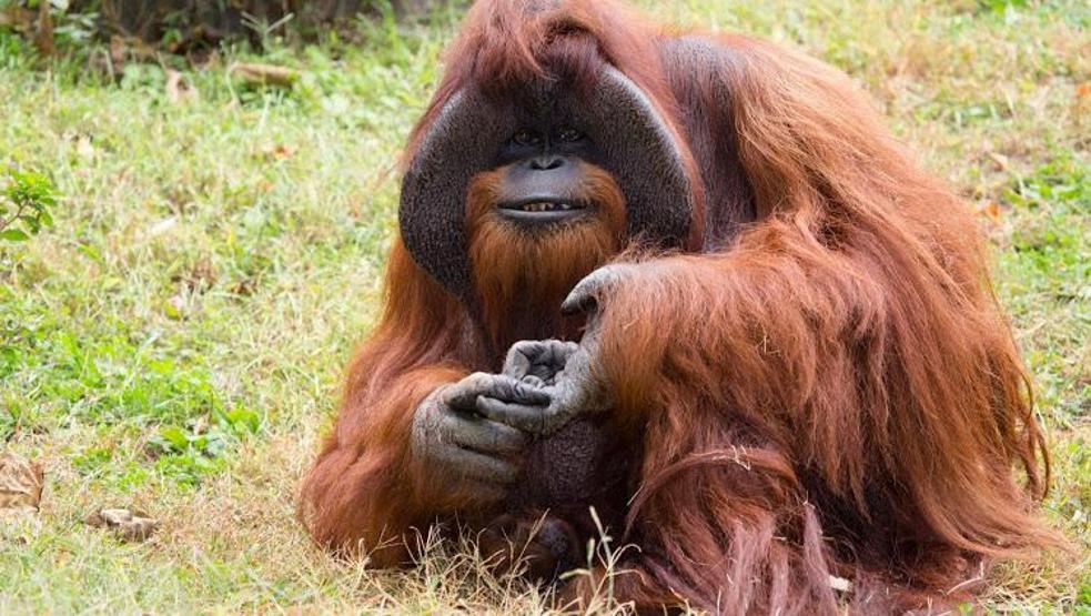 Okula giden ve işaret diliyle konuşan orangutan öldü