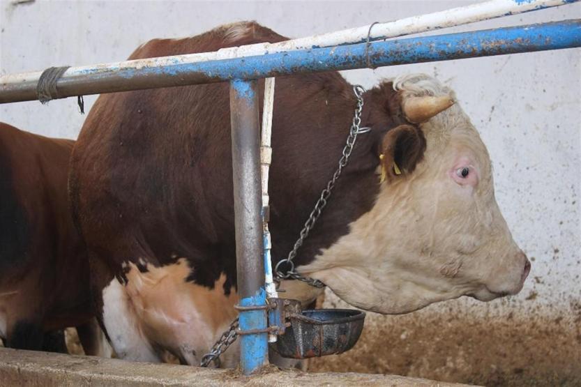 1.2 tonluk dana görenleri şaşkına çeviriyor