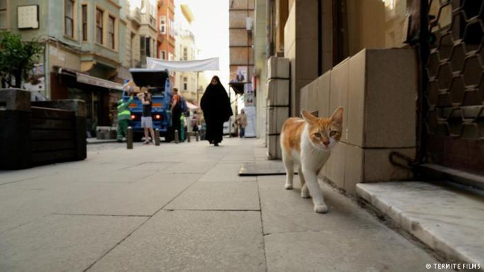 Ünleri sınır tanımıyor: İstanbulun kedileri