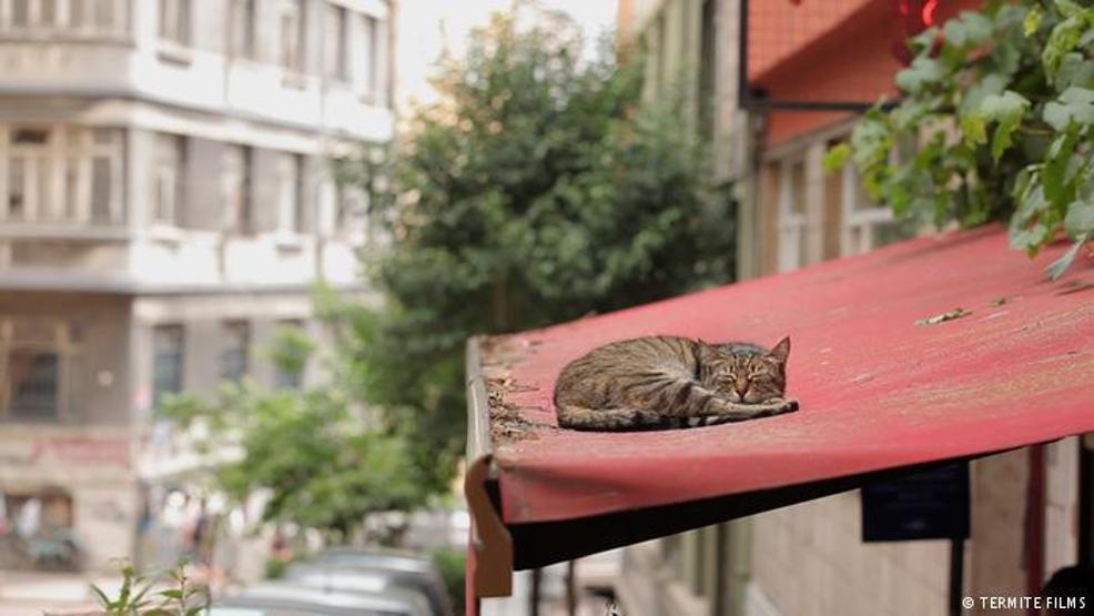Ünleri sınır tanımıyor: İstanbulun kedileri