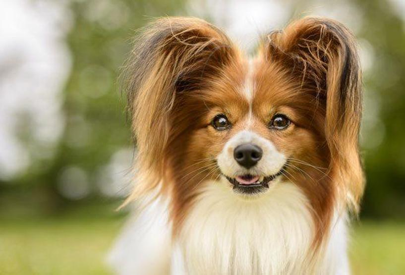 Neredeyse bir yün yumağı kadarlar, işte dünyanın en minik 10 köpeği