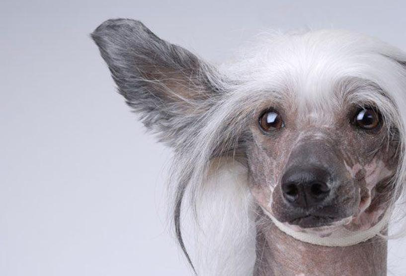 Neredeyse bir yün yumağı kadarlar, işte dünyanın en minik 10 köpeği