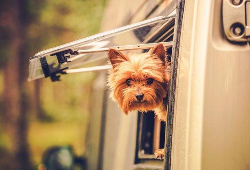 Neredeyse bir yün yumağı kadarlar, işte dünyanın en minik 10 köpeği