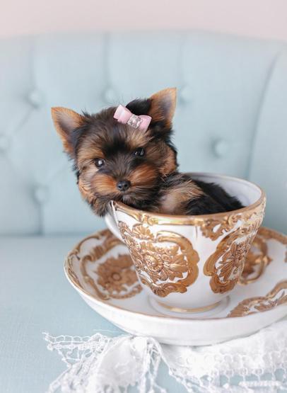 Neredeyse bir yün yumağı kadarlar, işte dünyanın en minik 10 köpeği