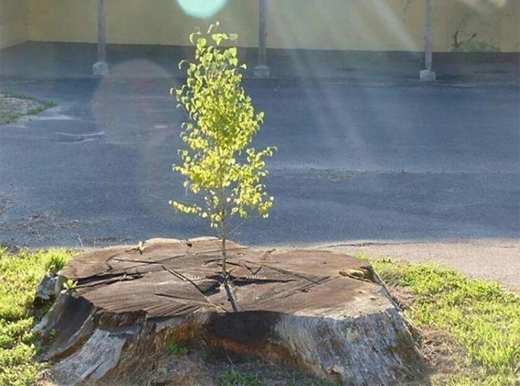 Yaşama sıkıca tutunan ağaçlar