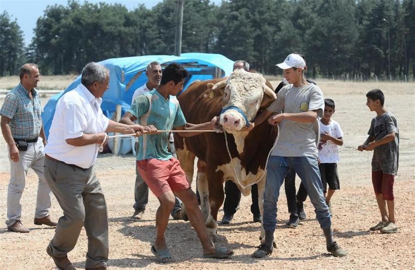 2 tonluk boğayı 10 kişi zor zapt ediyor