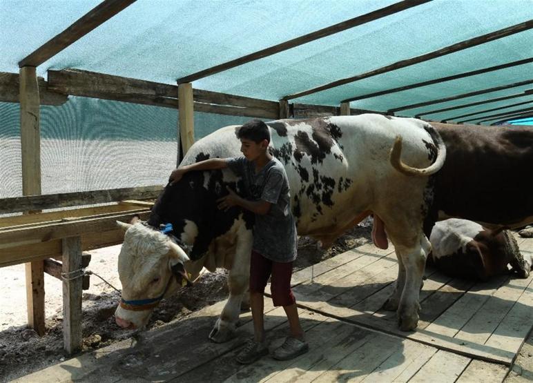 2 tonluk boğayı 10 kişi zor zapt ediyor