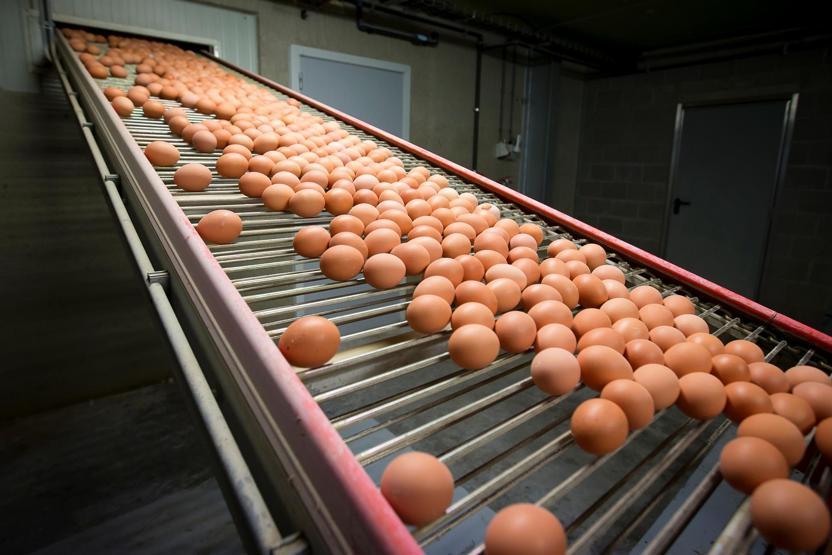 Zehirli yumurta krizi tırmanıyor Belçika Hollandayı suçladı