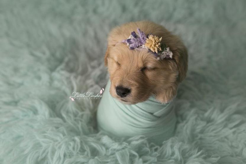 Fotoğrafçı aileye giden yavru köpek