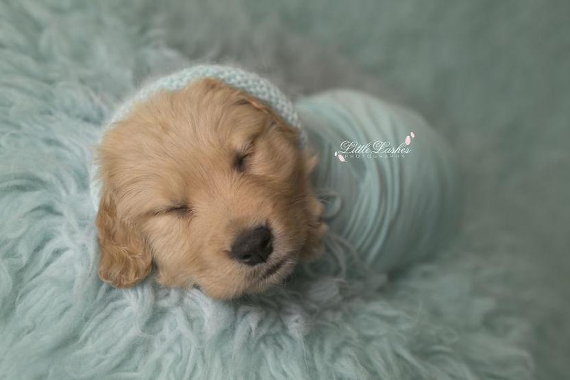 Fotoğrafçı aileye giden yavru köpek