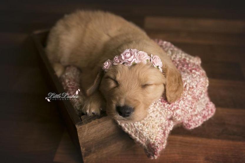 Fotoğrafçı aileye giden yavru köpek