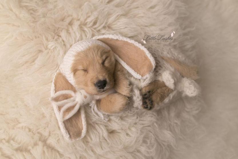 Fotoğrafçı aileye giden yavru köpek