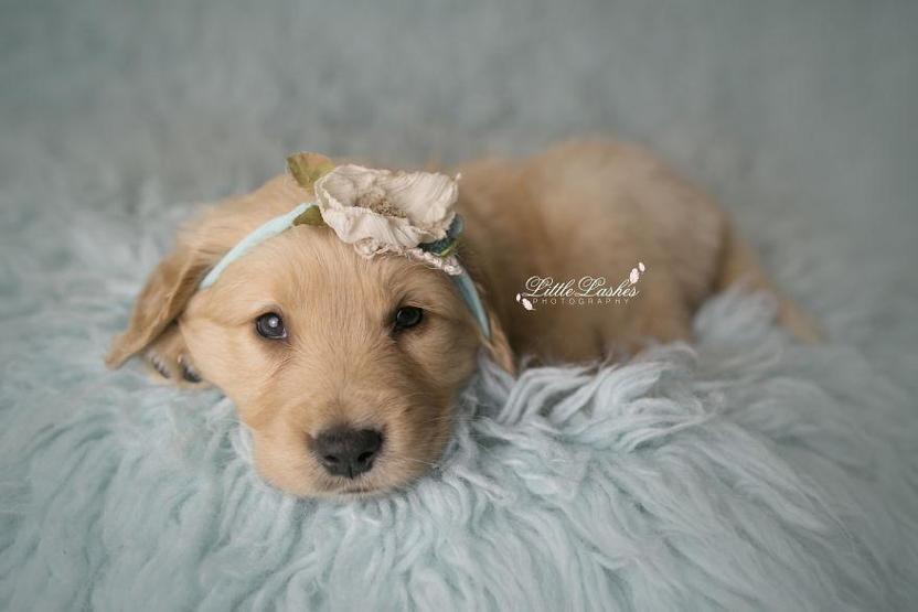 Fotoğrafçı aileye giden yavru köpek