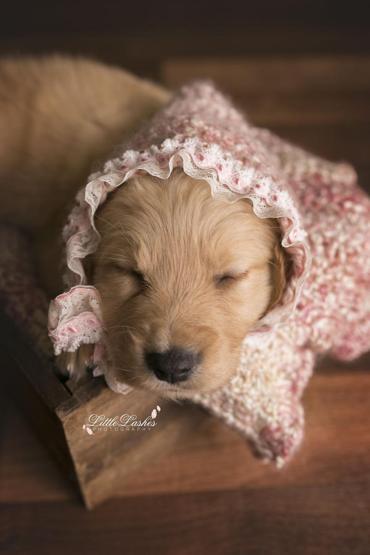 Fotoğrafçı aileye giden yavru köpek