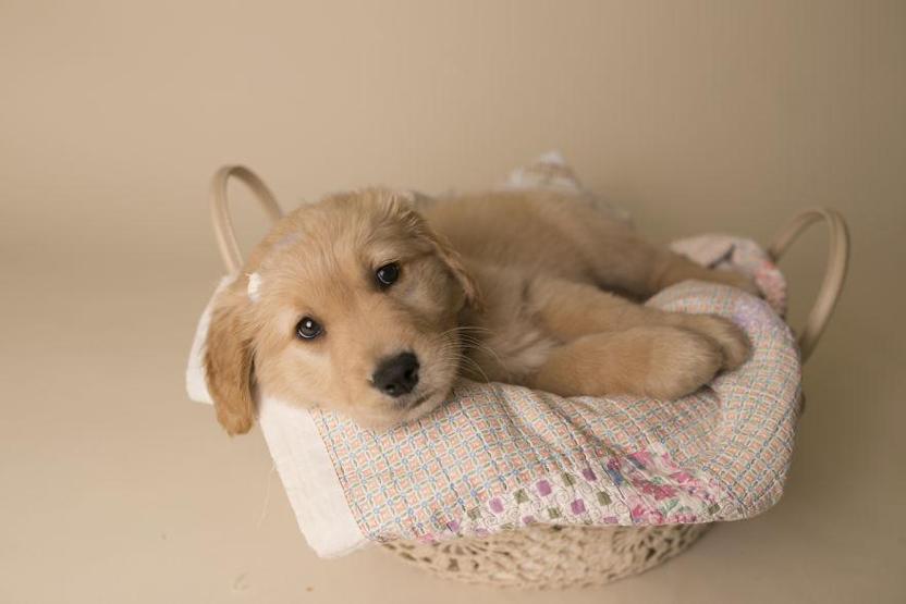 Fotoğrafçı aileye giden yavru köpek