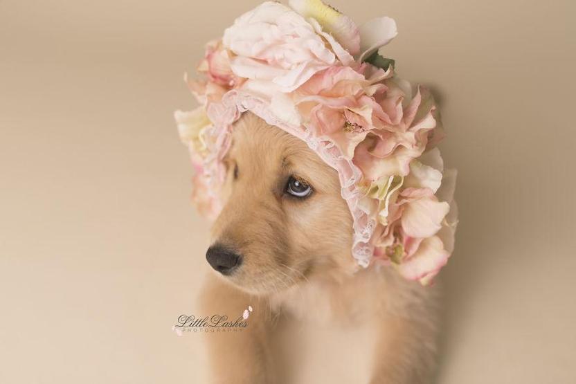 Fotoğrafçı aileye giden yavru köpek