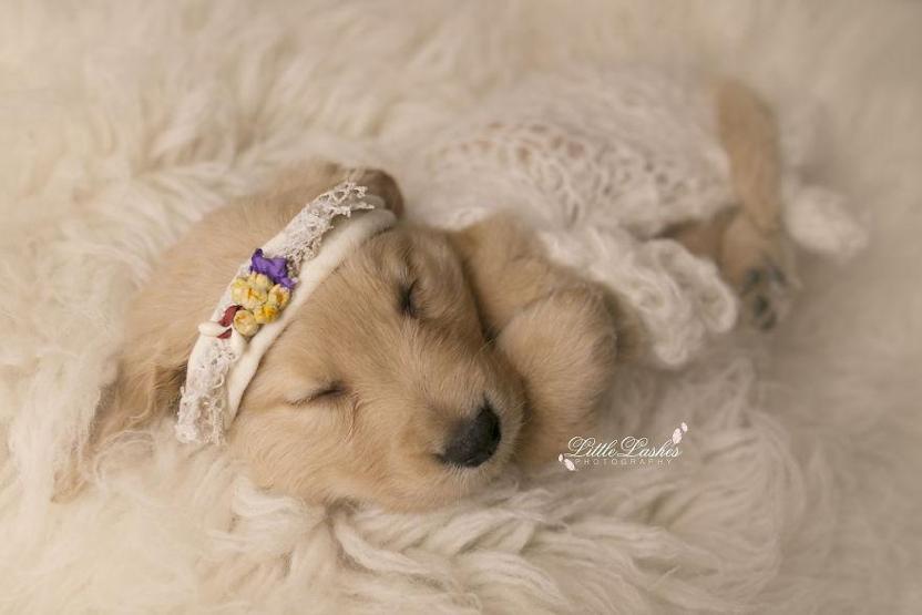 Fotoğrafçı aileye giden yavru köpek