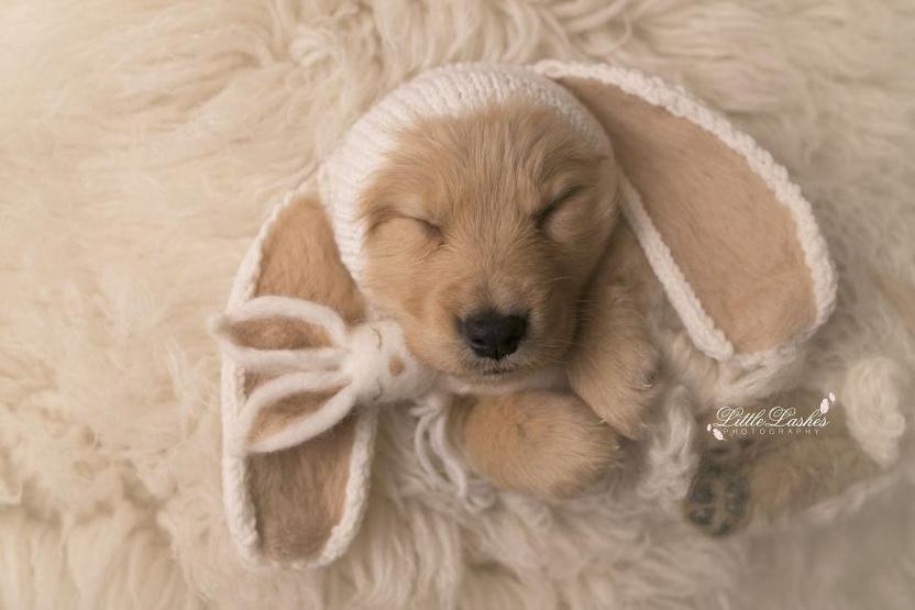 Fotoğrafçı aileye giden yavru köpek