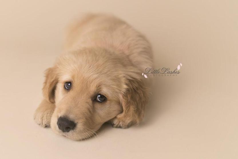 Fotoğrafçı aileye giden yavru köpek
