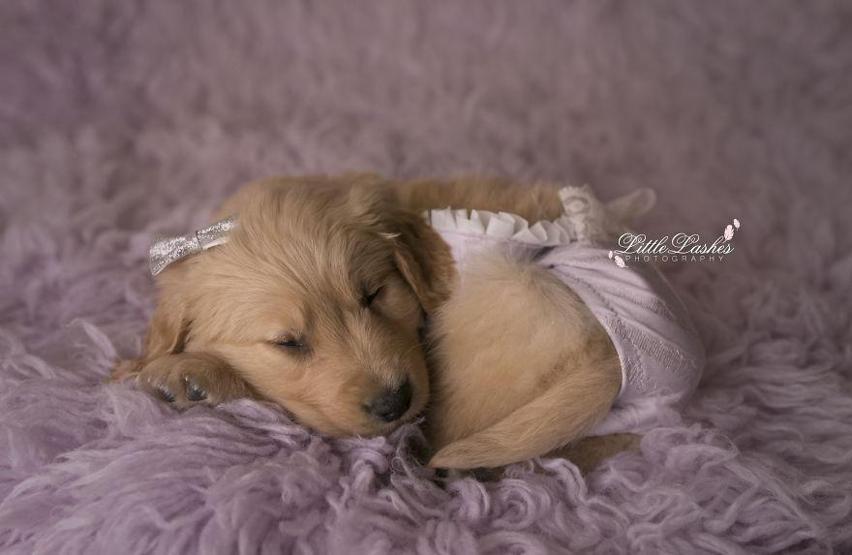 Fotoğrafçı aileye giden yavru köpek