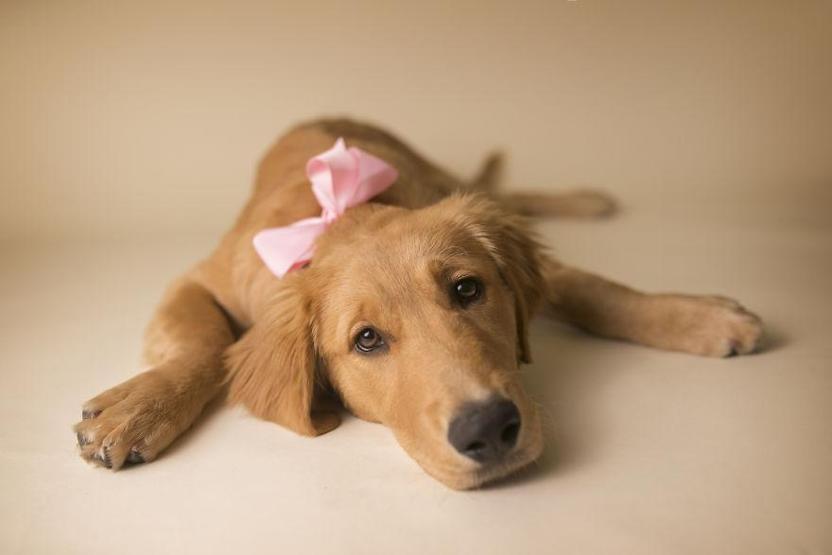 Fotoğrafçı aileye giden yavru köpek