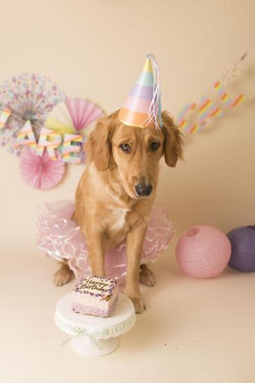 Fotoğrafçı aileye giden yavru köpek