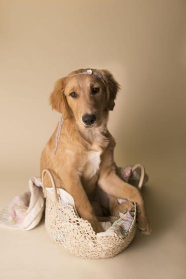Fotoğrafçı aileye giden yavru köpek