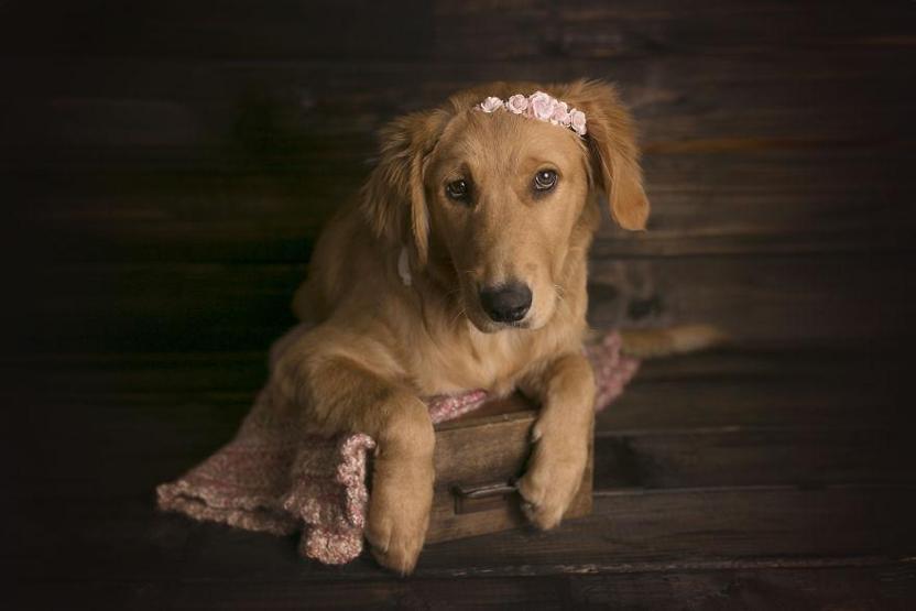 Fotoğrafçı aileye giden yavru köpek