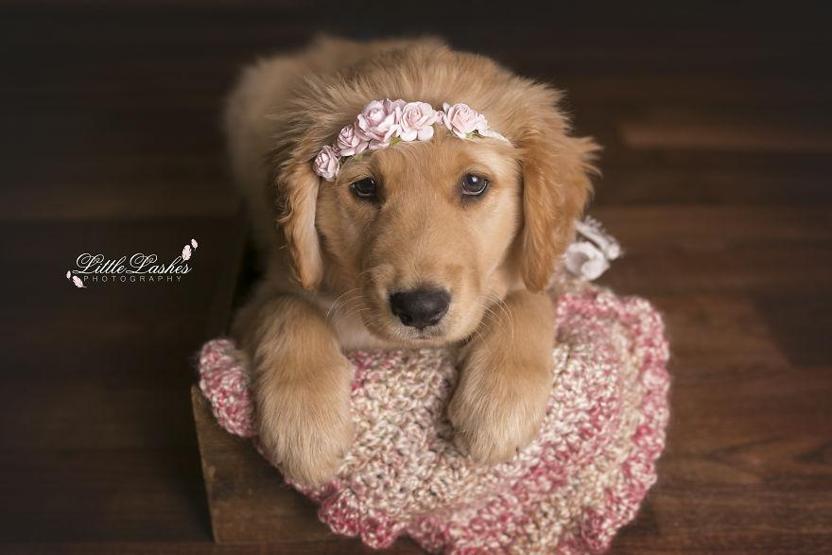 Fotoğrafçı aileye giden yavru köpek