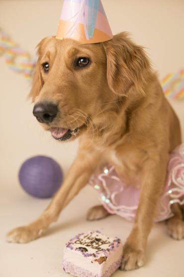 Fotoğrafçı aileye giden yavru köpek