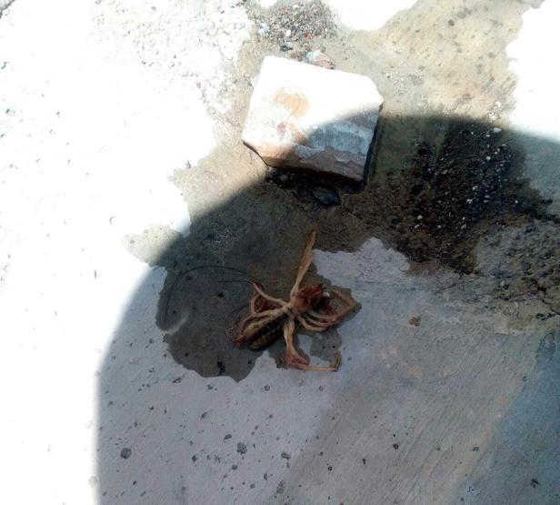 Et yiyen örümcek Kayseride görüldü