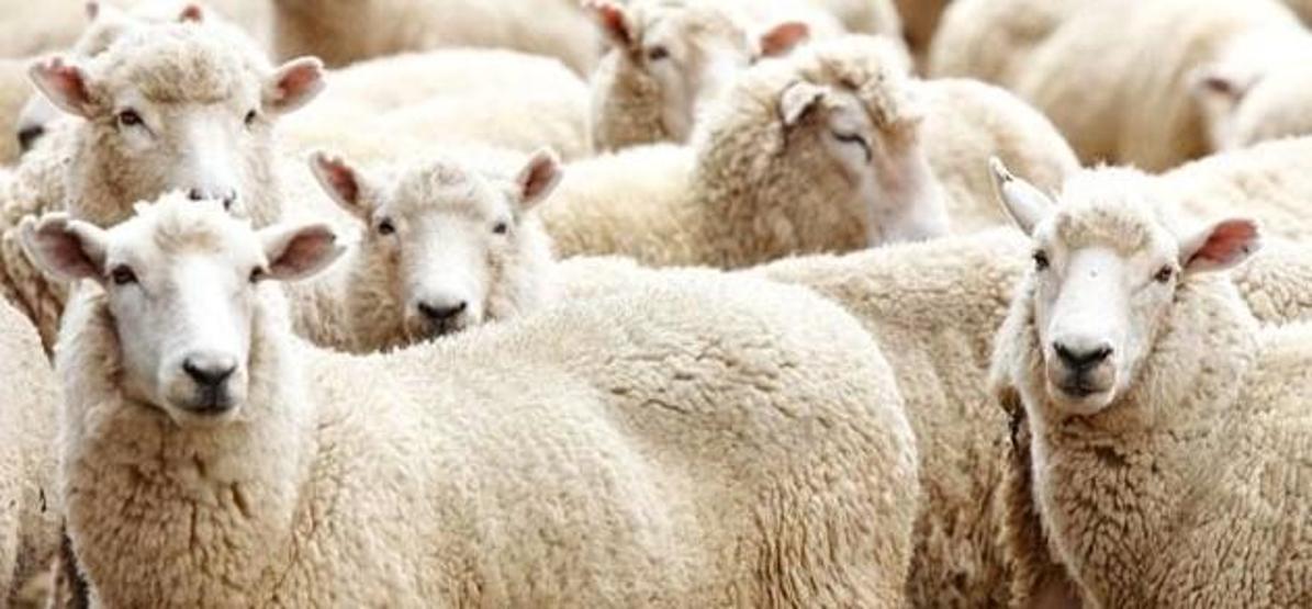 Kurban Bayramı tarihi 2017: Bayram tatili ne zaman kaç gün tatil olacak