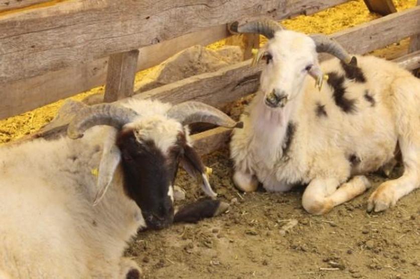 Kurban Bayramı tarihi 2017: Bayram tatili ne zaman kaç gün tatil olacak