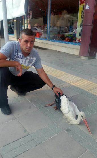 Yaralı leylek koruma altında