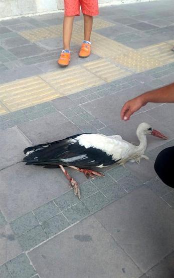 Yaralı leylek koruma altında