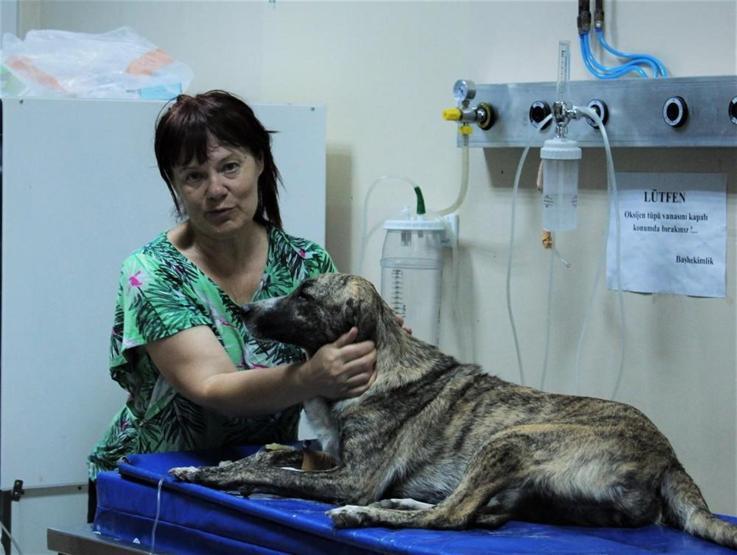 Zehirlenen köpeği hastaneye yetiştirip kurtardı